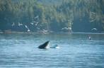 Baleia experimenta novas técnicas de pescaria com sua enorme boca aberta, durante passeio de barco em Telegraph Cove, na Vancouver Island, na Columbia Britânica, costa oeste do Canadá